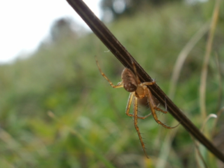 Zygiella sp.; Metellina sp.